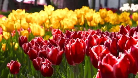 Colors Tulip HD Stock-Footage 201294238