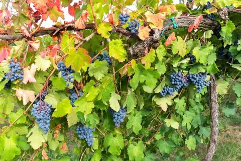 Colors of the vineyard Stock Photos