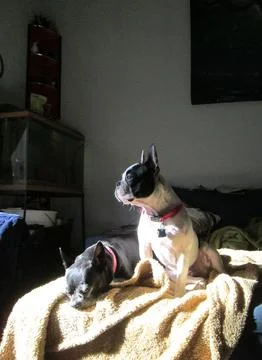 ColorSunDogs Foto stock