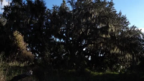 A colossal giant tree, enormously tall and massive, with countless sprawling Vídeo Stock 331029094