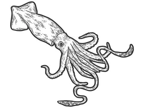 Colossal squid. Engraving vector illustration. Sketch scratch Stock Illustration