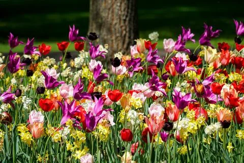 Colouful tulips in spring Stock Photos