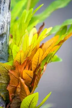Colour Of Autumn Stock Photos