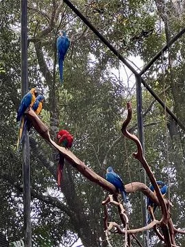 Colour birds in a tree Stock Photos