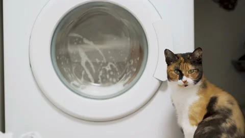 Colour cat watches the drum of an automatic washing machine. He watches the Stock-Footage 147343194