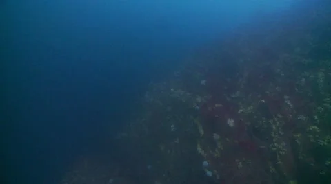 Colour full reef 스톡 동영상 56764482