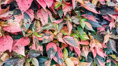 Colour leaf Stock Photos