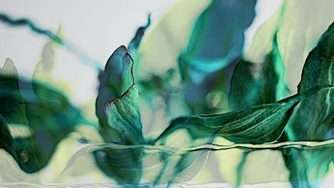 Colour leaves on white background transition Stock Footage 233102376