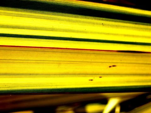 Colour Lines Stock Illustration