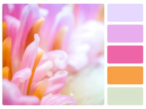 Colour palette swatch. Stock Illustration