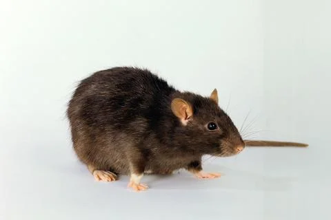 Colour rat 写真素材