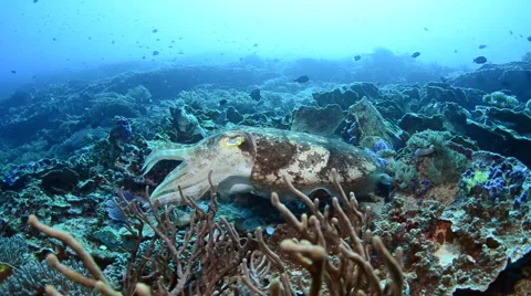 Colour Shifting Cuttlefish 2 Stock Footage 64263567