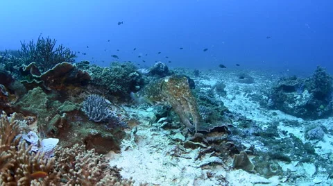 Colour Shifting Cuttlefish Stock Footage 64268718