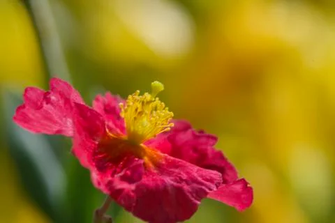 Colour therapy 77 Stock Photos