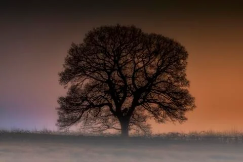 Colour Tree Stock Photos