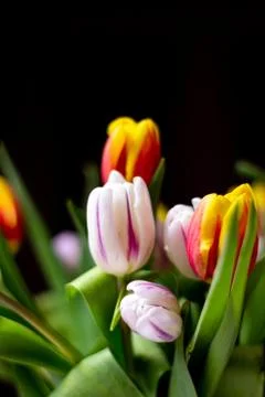 Colour tulips Photos