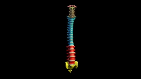 COLOUR VERTEBRA SKELETON ANIMATION Vídeos de archivo 73775821