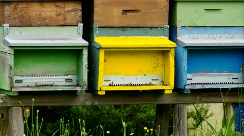 Coloured bee hives Stock Footage 48718294