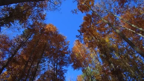 Coloured beech forest in autumn Video stock 82059131