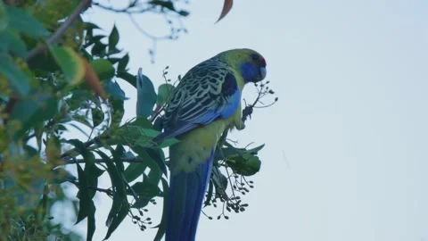 Coloured bird eating from a tree Stock Footage 311093560