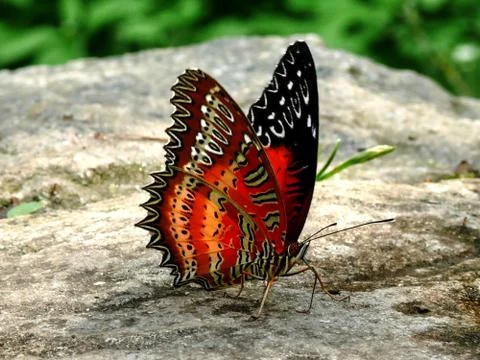 The coloured butterfly Stock-Fotos