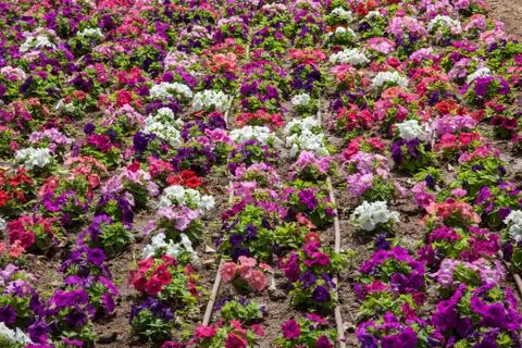 Coloured flowerbed Foto stock