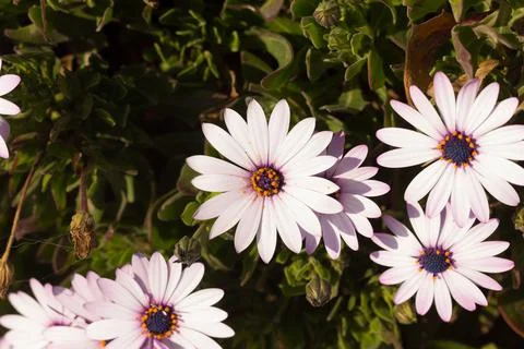 Coloured flowers in spring Stock Photos