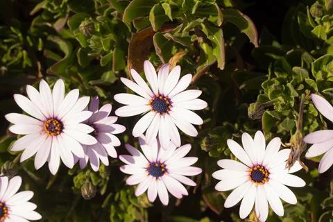 Coloured flowers in spring Stock Photos