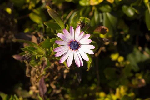 Coloured flowers in spring Stock Photos