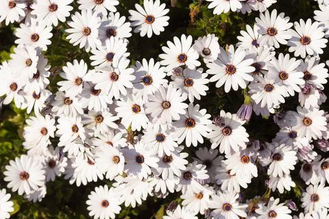 Coloured flowers in spring Stock Photos