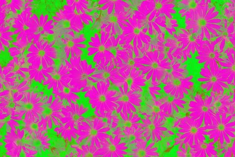 Coloured flowers in spring Stock Photos