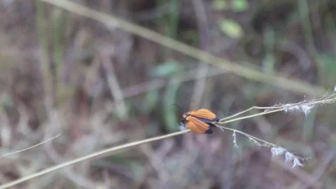 COLOURED INSECT FLYING Stock Footage 241683228