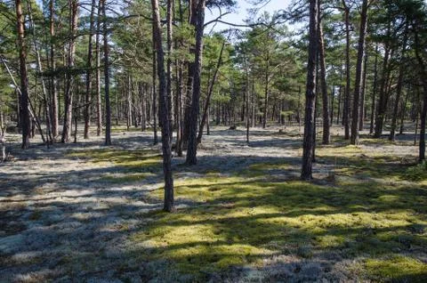 Coloured lichen in a pine tree forest Stock Photos