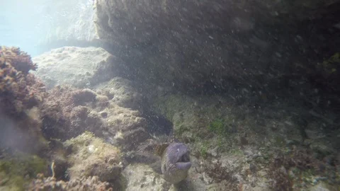 Coloured moray eel attacks camera Stock Footage 109262887