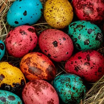 Coloured painted quail Easter eggs Stock Photos