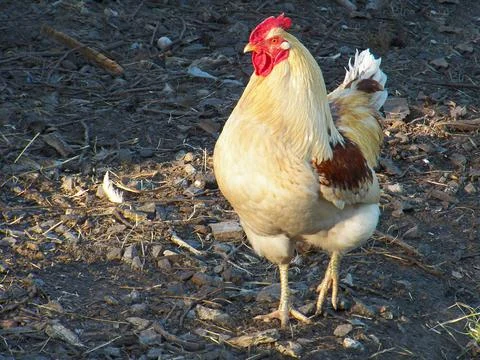 Coloured rooster Stock Photos