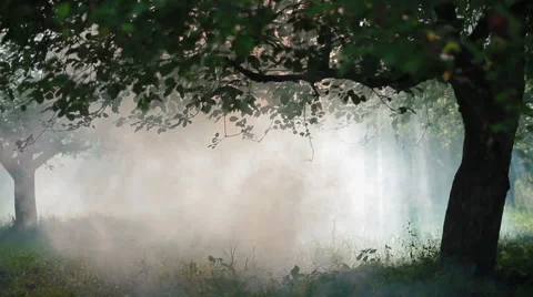 Coloured smoke in the forest Stock Footage 61321260