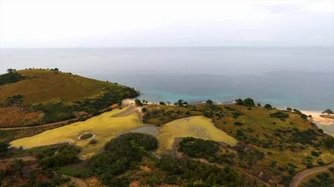 Coloured vegetation in dunes Stock Footage 88138040