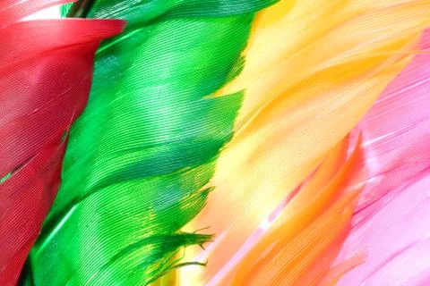 Colourfly bird feather Foto stock