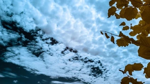 Colourful Abstract Time lapse of Trees and Clouds. Stock Footage 89285215