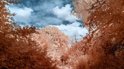 Colourful Abstract Time lapse of Trees and Clouds. Stock Footage 89529730