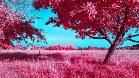 Colourful Abstract Time lapse of Trees Clouds and Cows Stock Footage 89836137