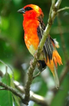 A colourful array of red-beaked wild birds, including a cardinal and bee-eater Stock Photos