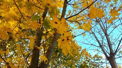 Colourful autum trees Stock Footage 74124681