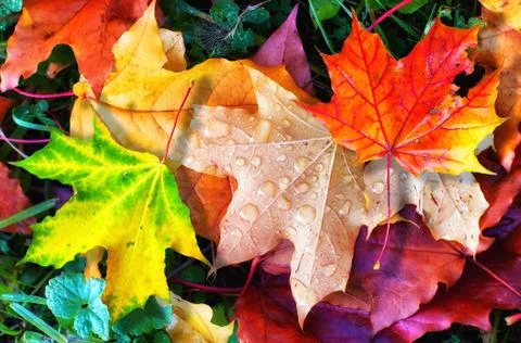 Colourful autumn leaves fallen onto green grass with small water droplets Stock Photos