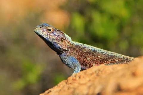 Colourful basking Lizard 写真素材
