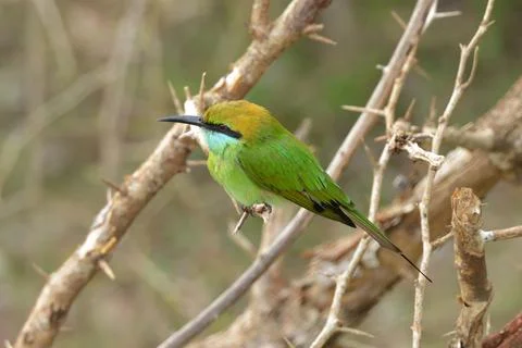 A colourful bee-eater bird perched on a branch with vibrant feathers Foto stock