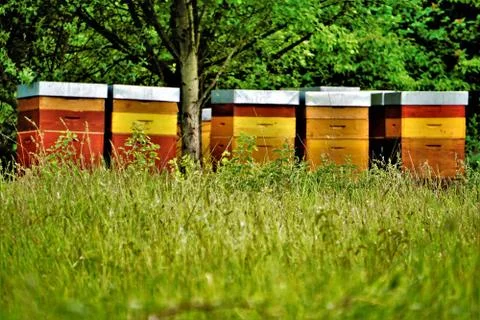 Colourful beehives under a tree Stock Photos