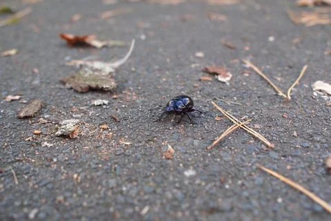 Colourful beetle Stock Photos