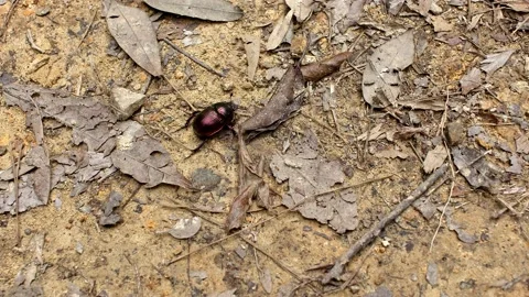 Colourful beetle stuck on its back. Stock Footage 155953420